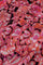 Welma Short Dress | Pink Candy/Mandarin